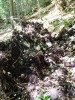 Arbre déraciné dans la forêt de Margeriaz