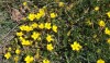 Fleurs jaunes