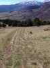 descente dans les pâturages vers le col de Juell
