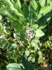 Fleurs de fèves