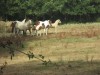 Elevage de chevaux