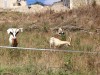 Petit élevage de chèvres