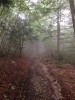 Sous-bois au petit matin