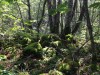 sous-bois moussu