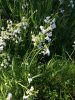 fleurs dans le fossé humide