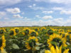champ de tournesols