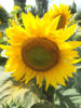 tournesol