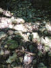 chemin creux
