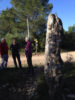 Menhir Pierre Plantée