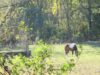 Poney sous le chateau du Coteau